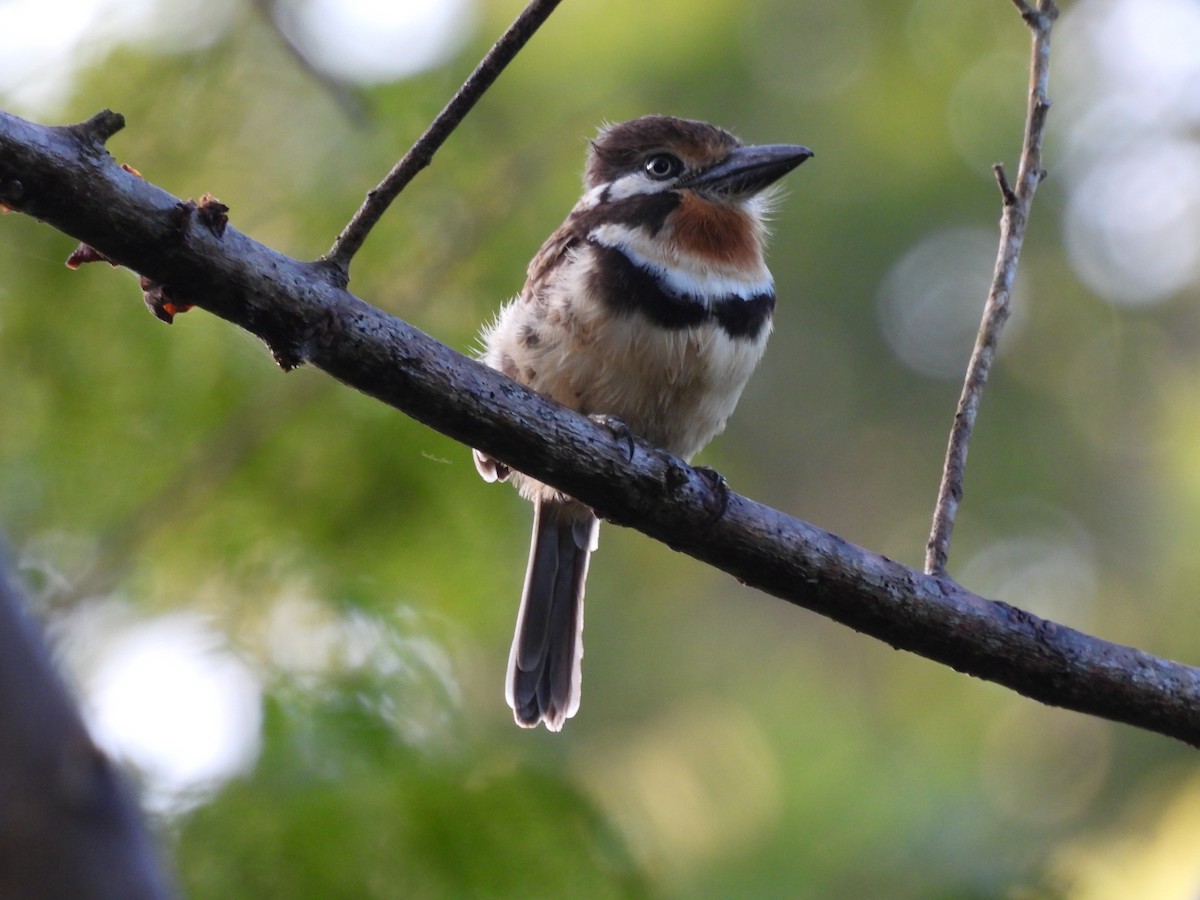 Russet-throated Puffbird - ML628494438