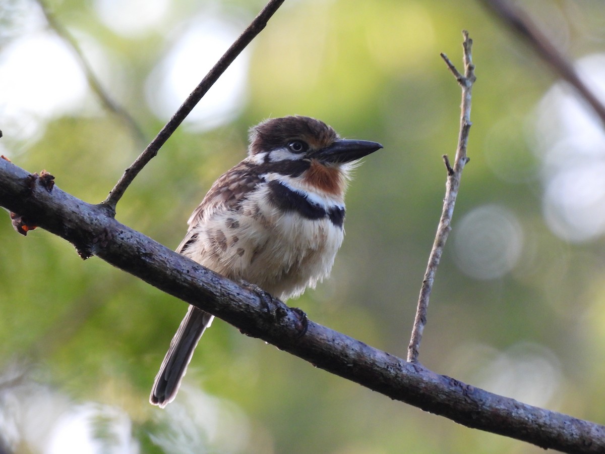 Russet-throated Puffbird - ML628494440