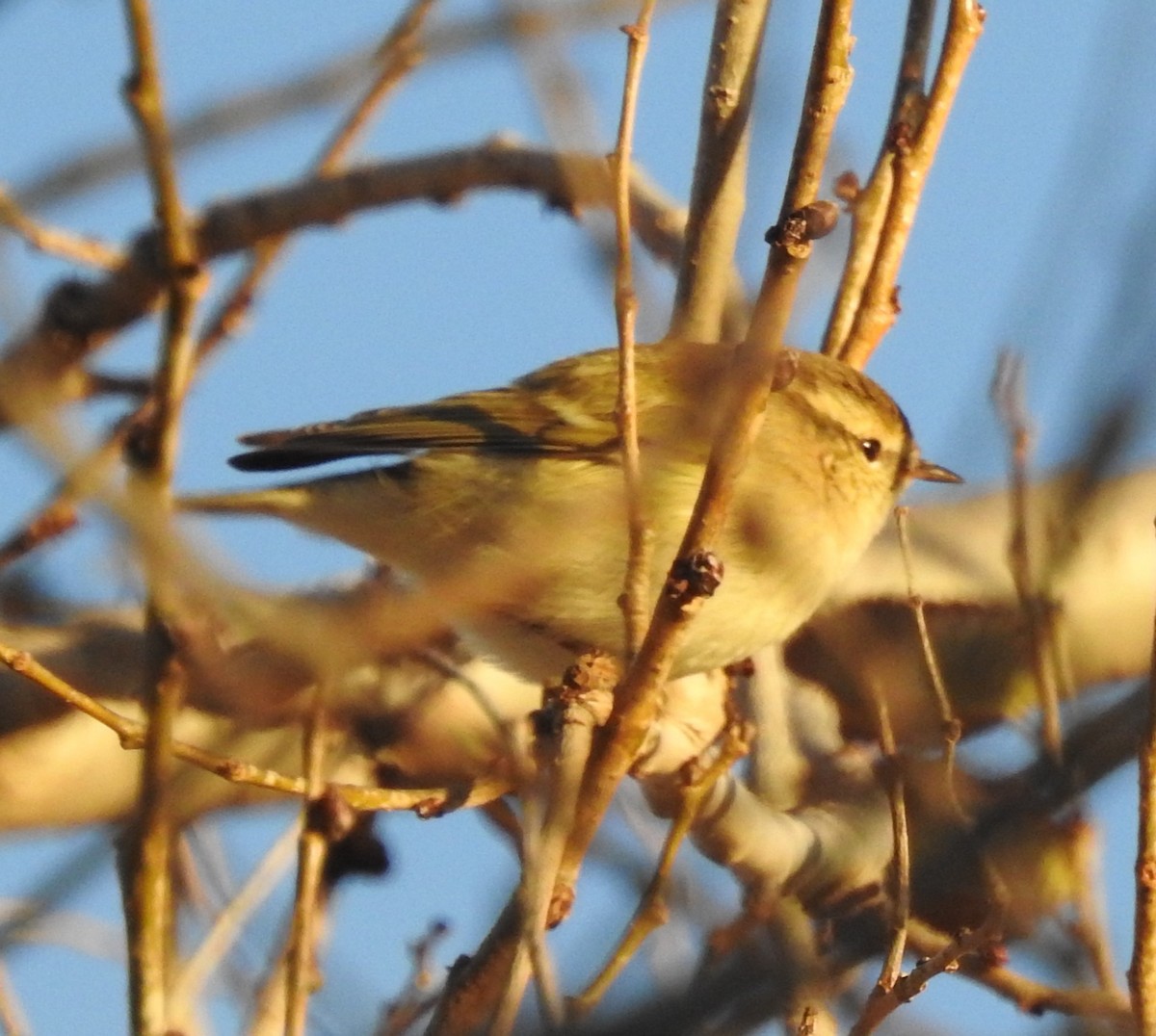 Hume's Warbler - Susana Noguera Hernández