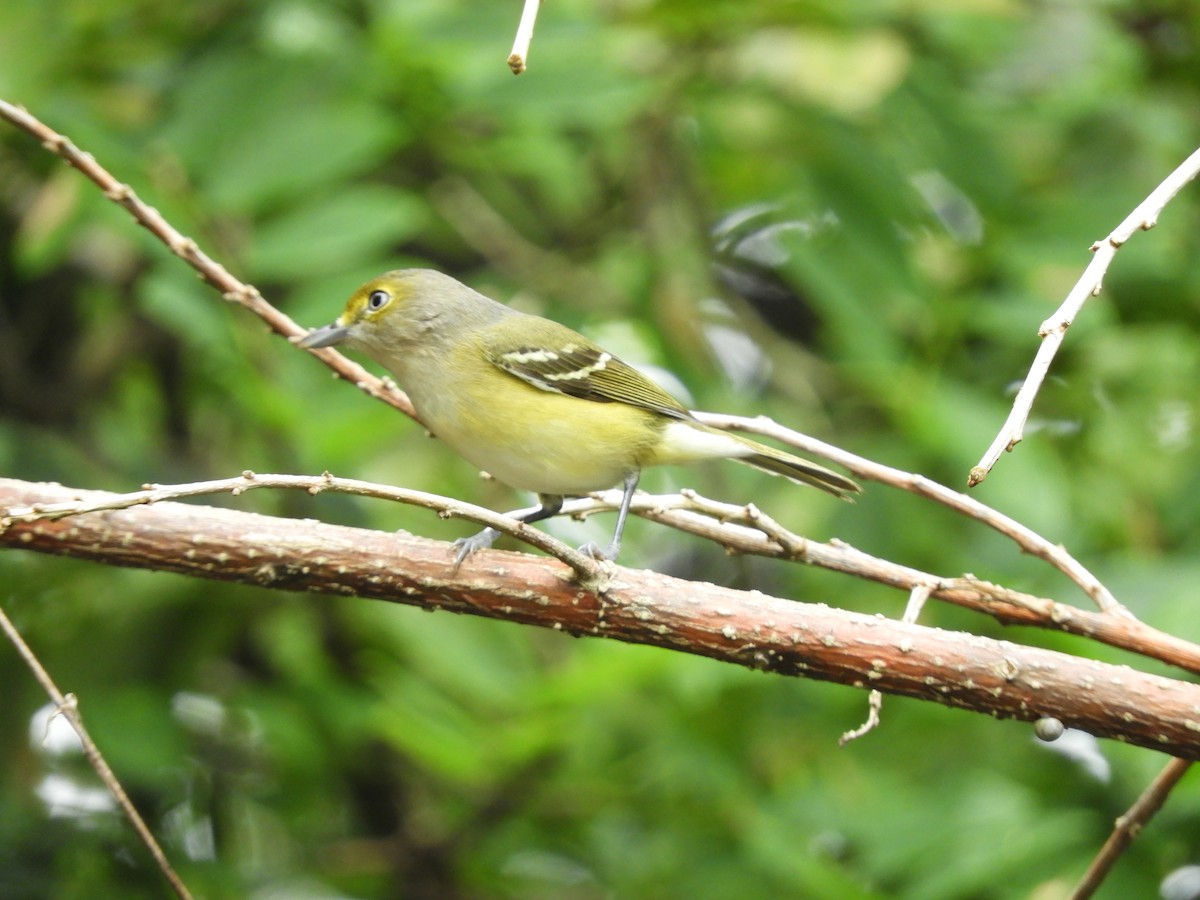 White-eyed Vireo - ML628494717