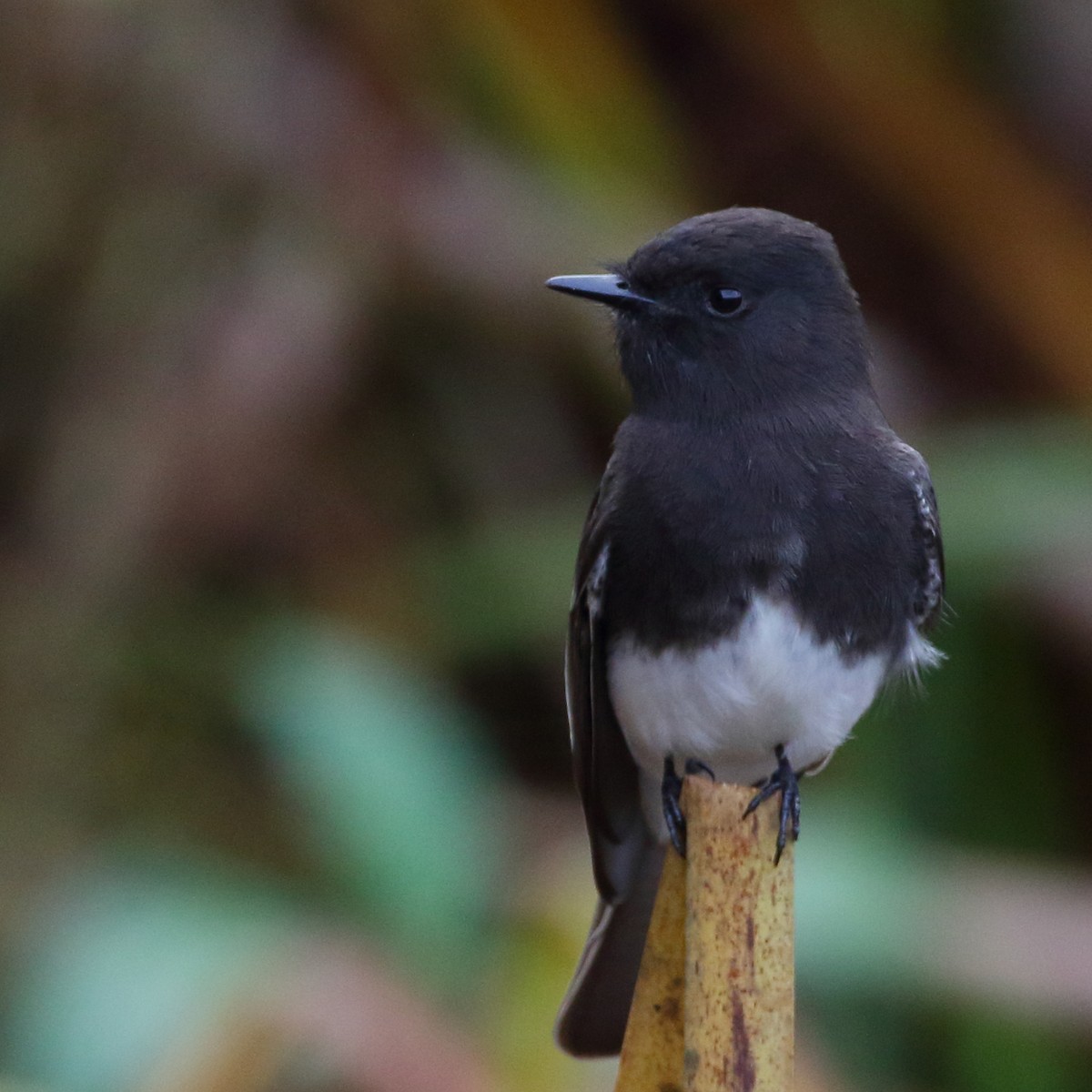 Black Phoebe - ML628494776