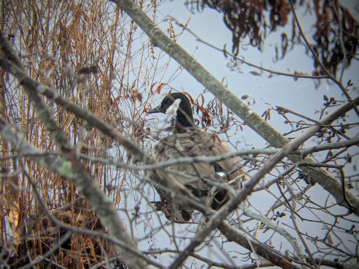 Canada Goose - ML628494805