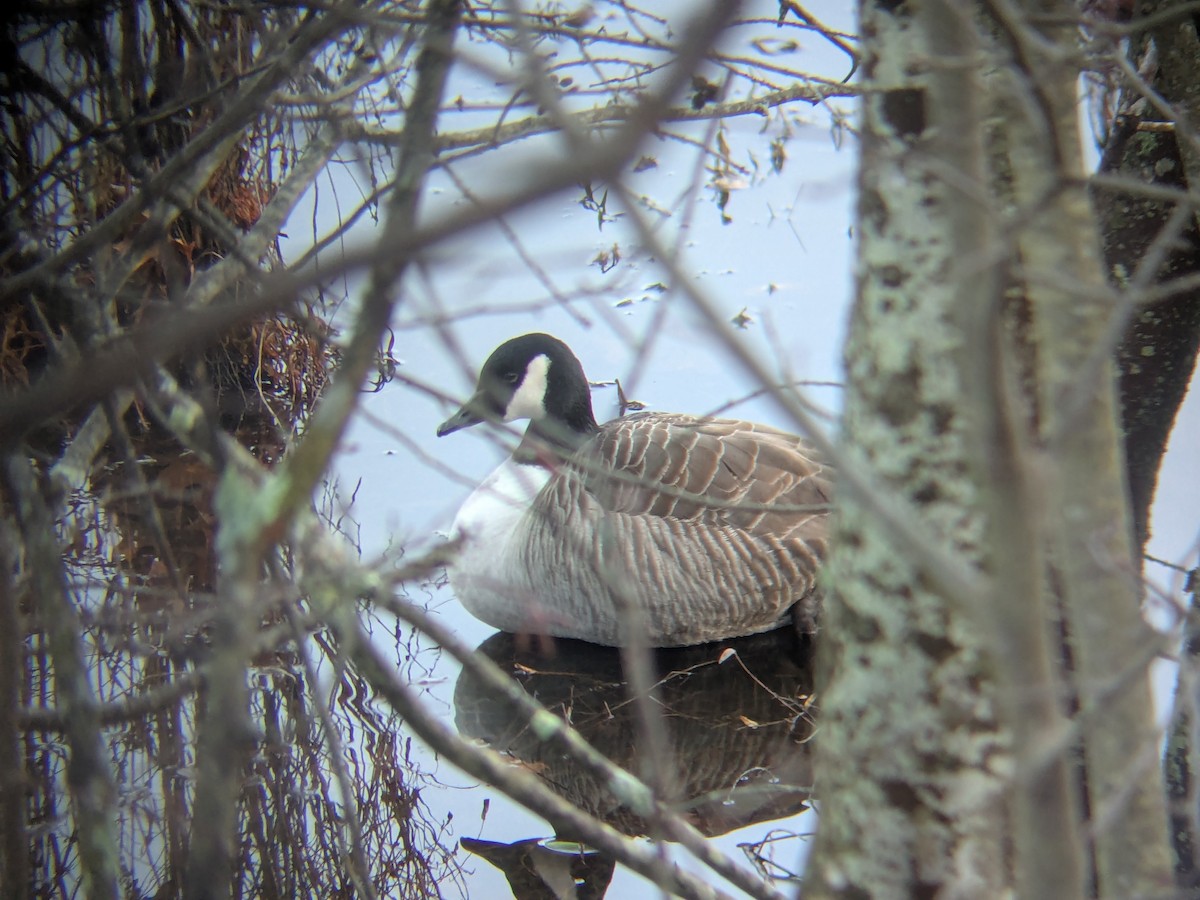 Canada Goose - ML628494806