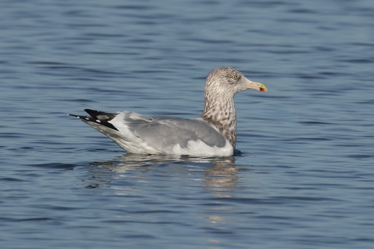 American Herring Gull - ML628494807