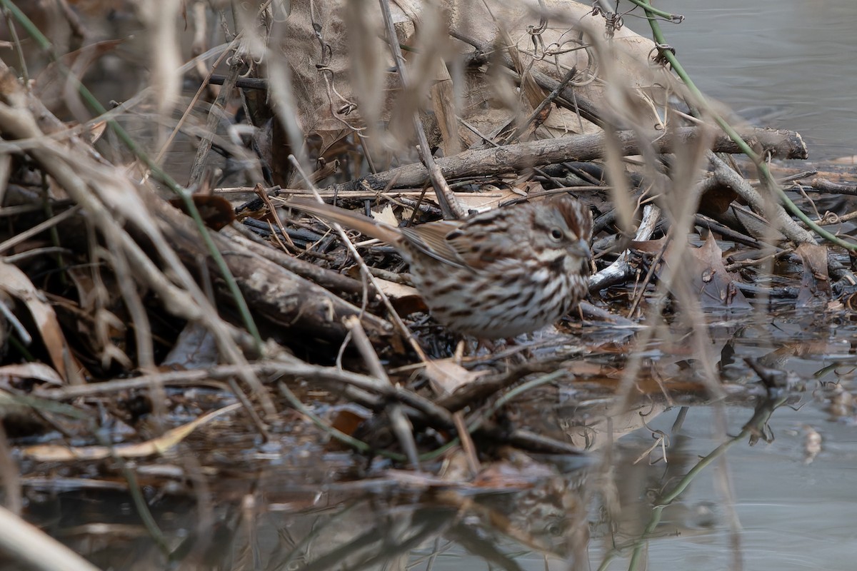 Song Sparrow - ML628494838