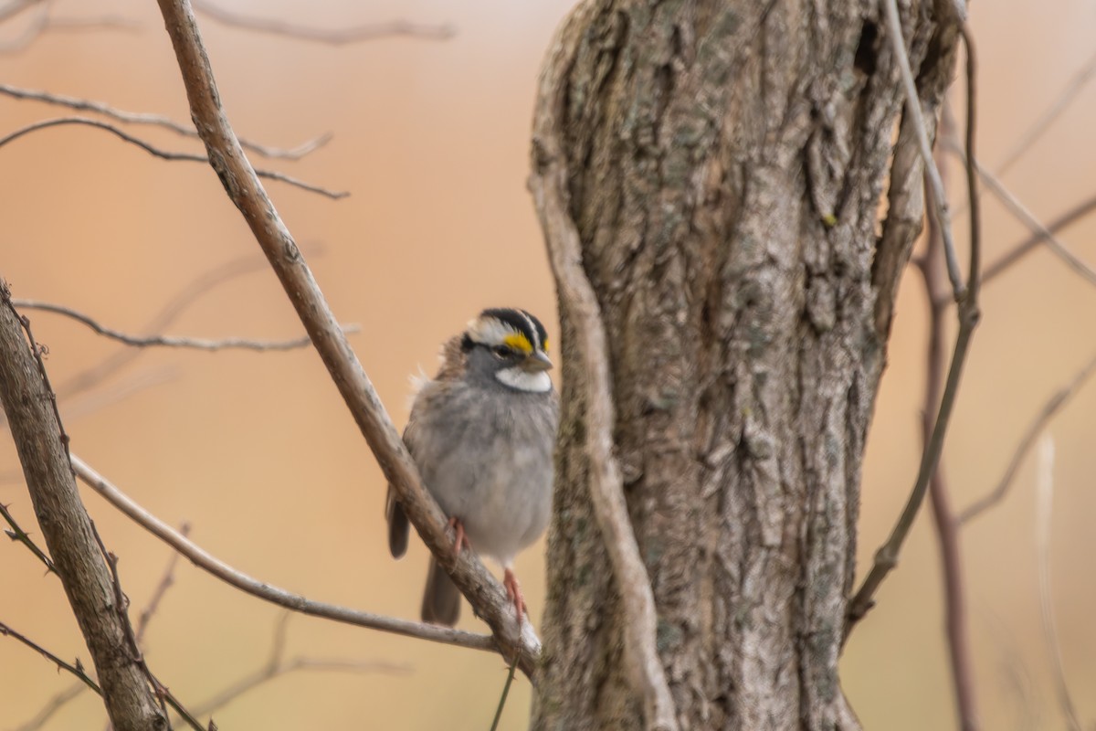 White-throated Sparrow - ML628494849