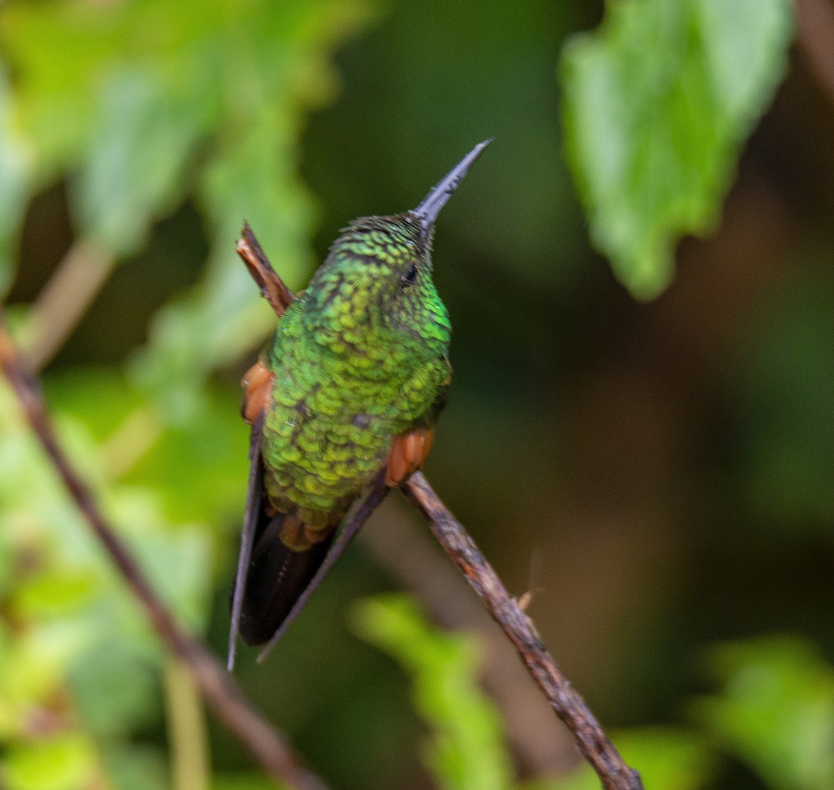 Stripe-tailed Hummingbird - ML628494985