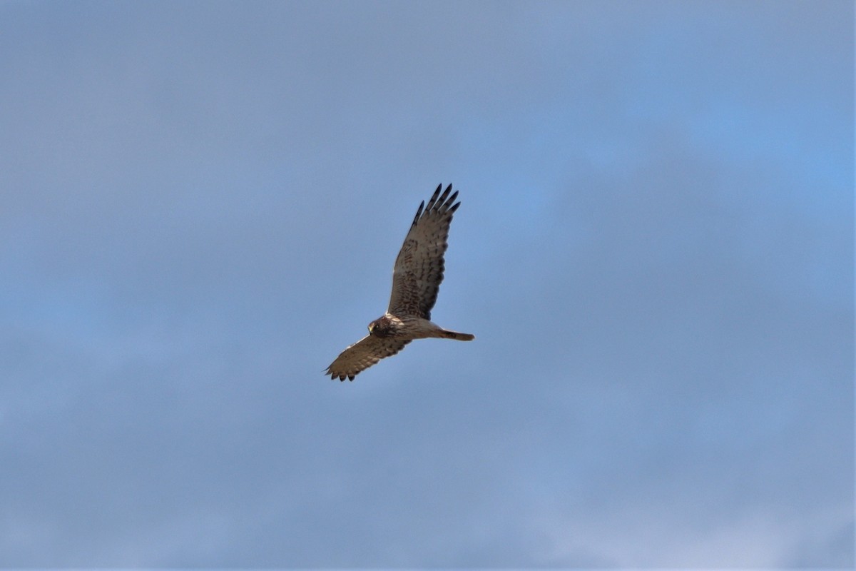 Swamp Harrier - ML628495063