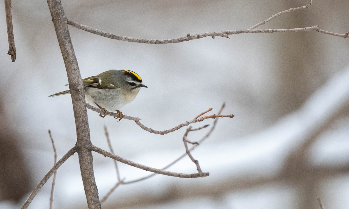 Golden-crowned Kinglet - ML628495339