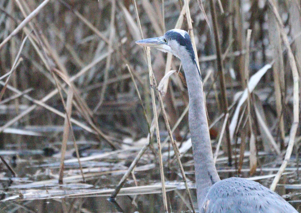 Great Blue Heron - ML628495416