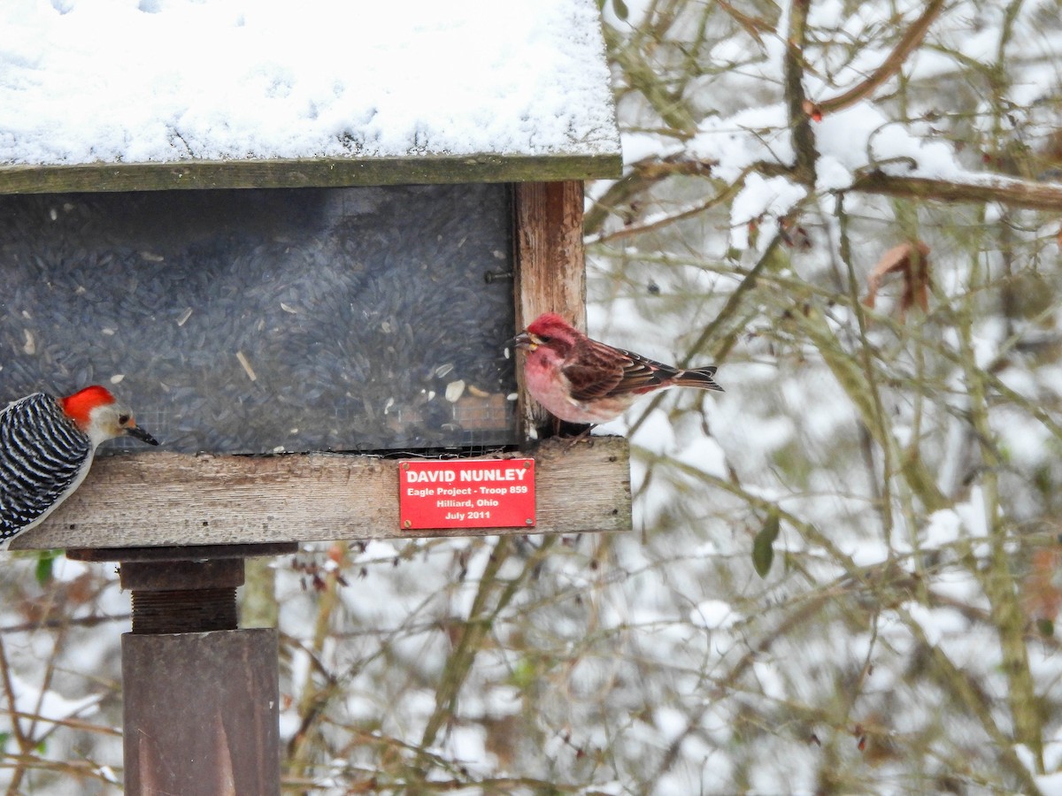 Purple Finch - ML628495649