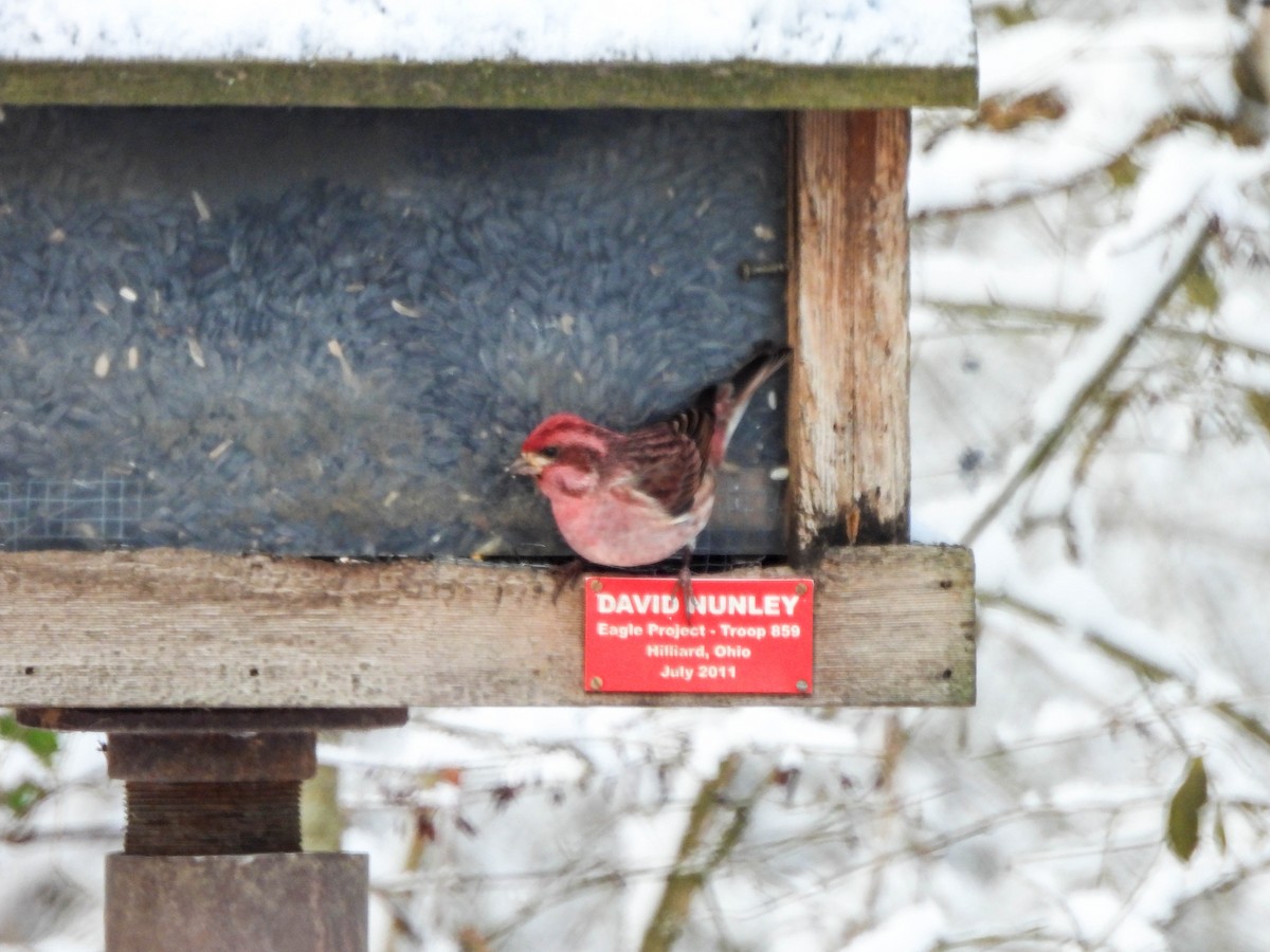 Purple Finch - ML628495650