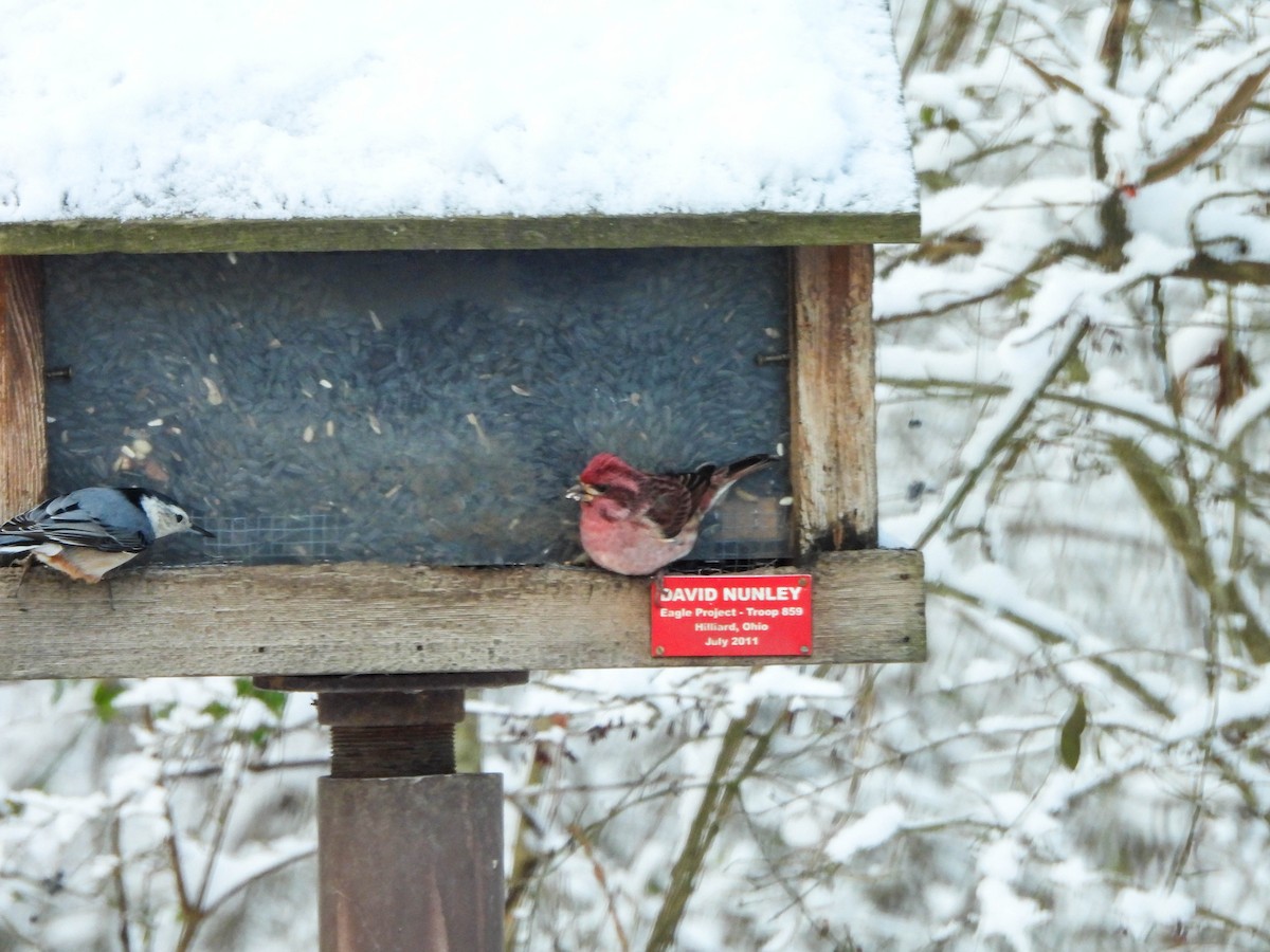 Purple Finch - ML628495651