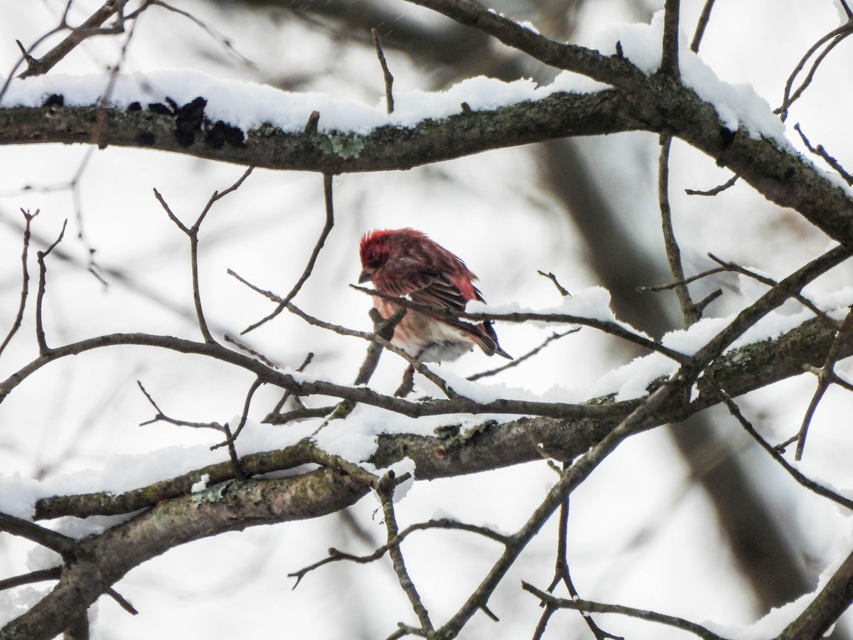 Purple Finch - ML628495662