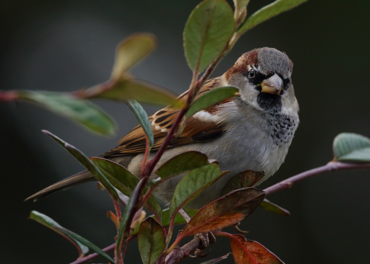 House Sparrow - ML628495665