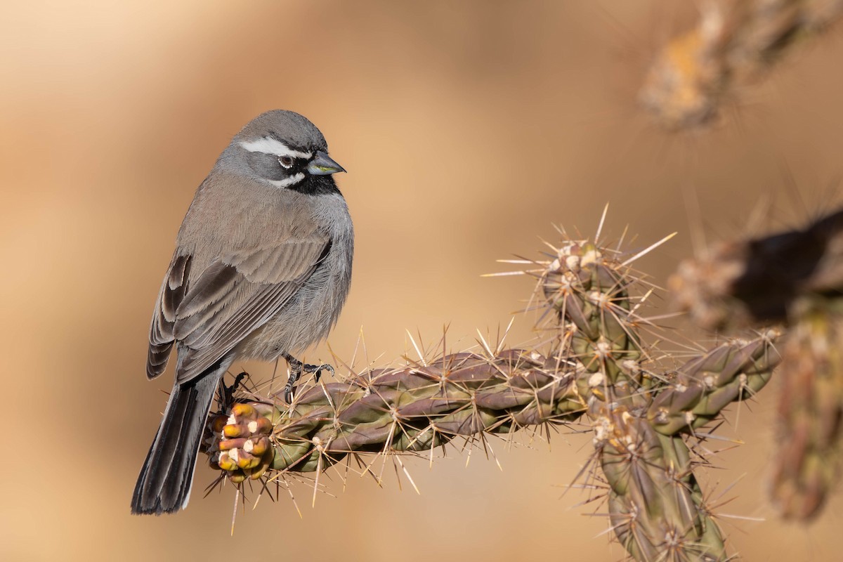 Black-throated Sparrow - ML628495713