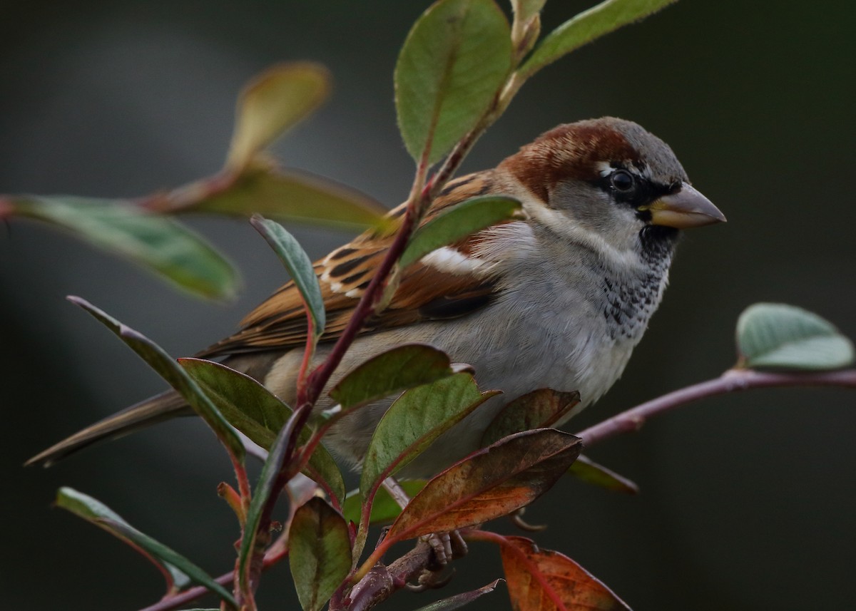 House Sparrow - ML628495714