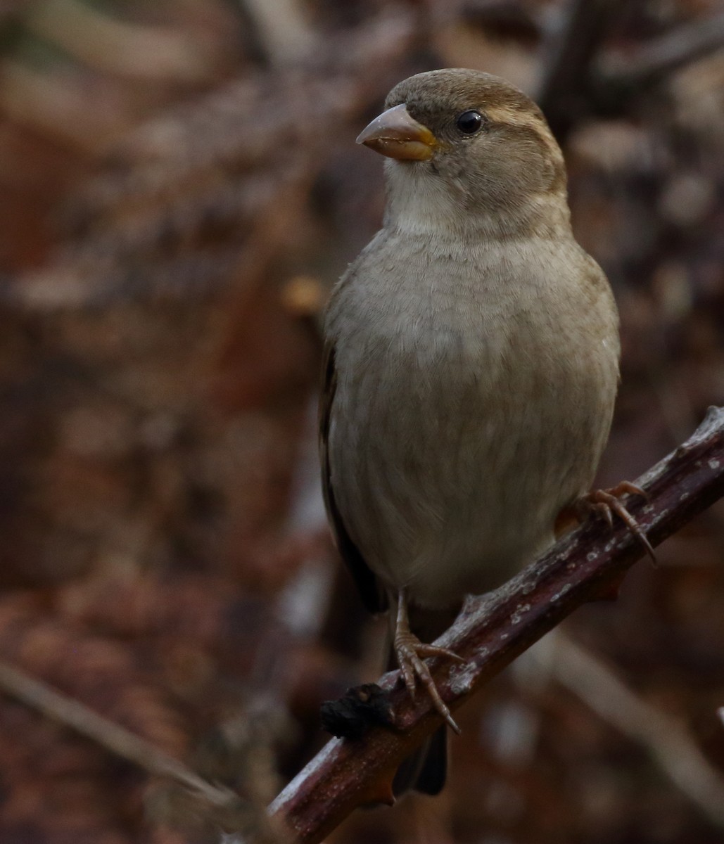 House Sparrow - ML628495733