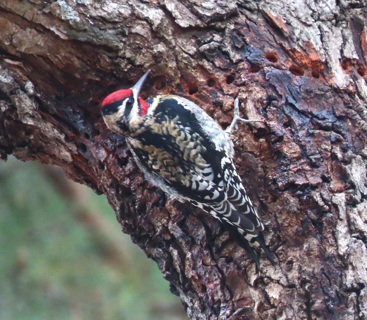 Yellow-bellied Sapsucker - ML628495825
