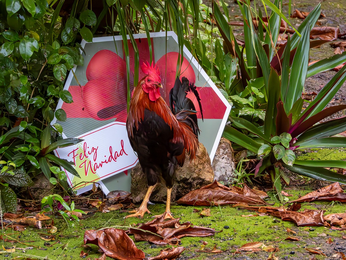 Тэжээмэл тахиа - ML628495849