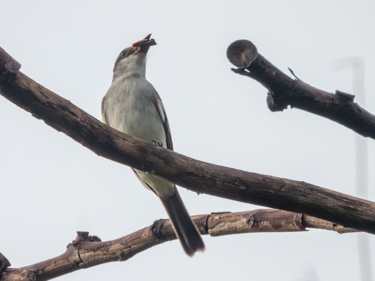 Gray Kingbird - ML628495865