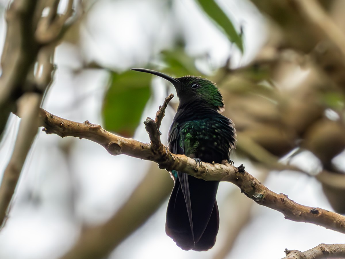 Green-throated Carib - ML628495895