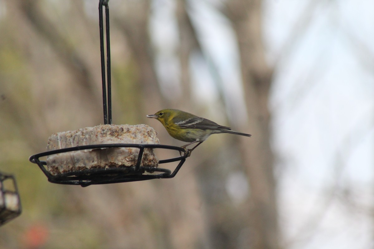 Paruline des pins - ML628496056