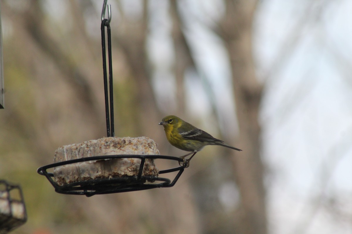 Paruline des pins - ML628496063