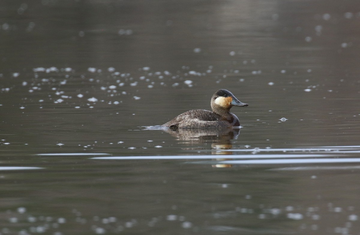 Ruddy Duck - ML628496067