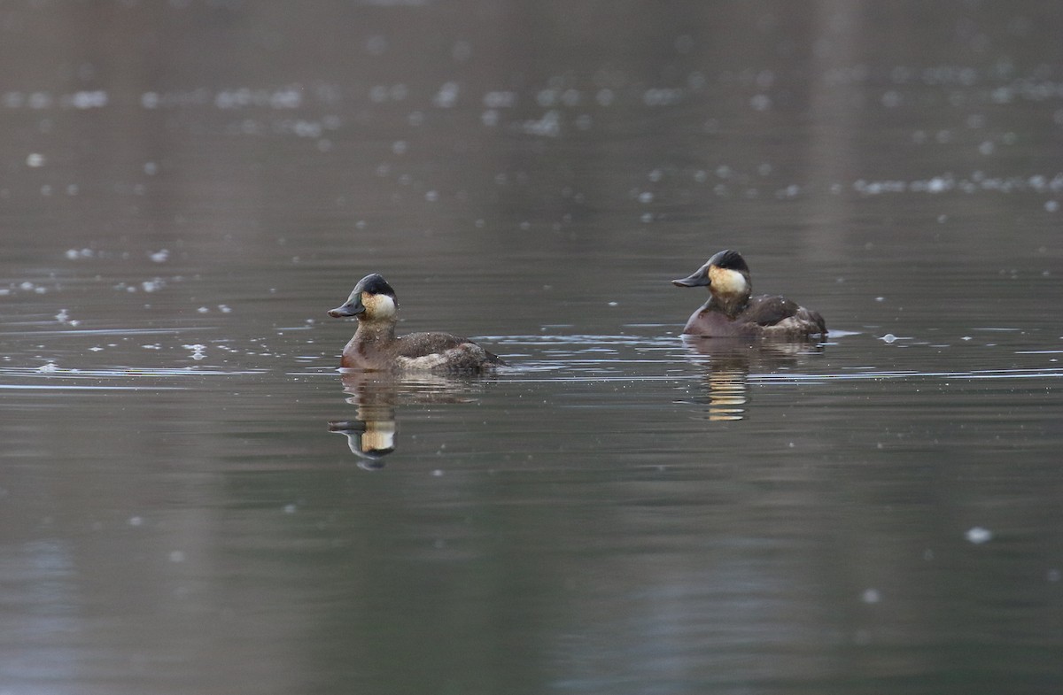 Ruddy Duck - ML628496069
