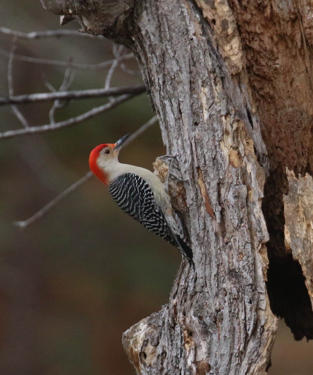 Red-bellied Woodpecker - ML628496082