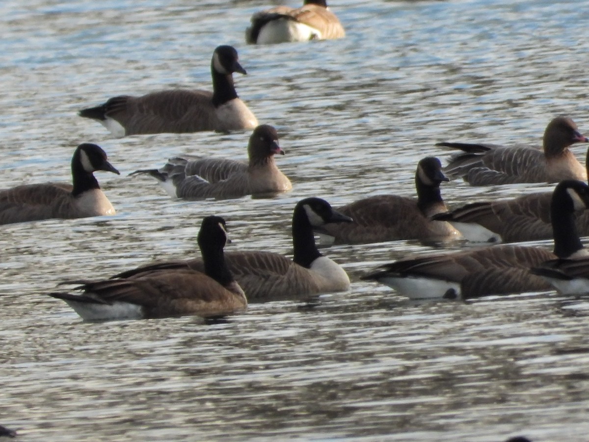 Pink-footed Goose - ML628496754