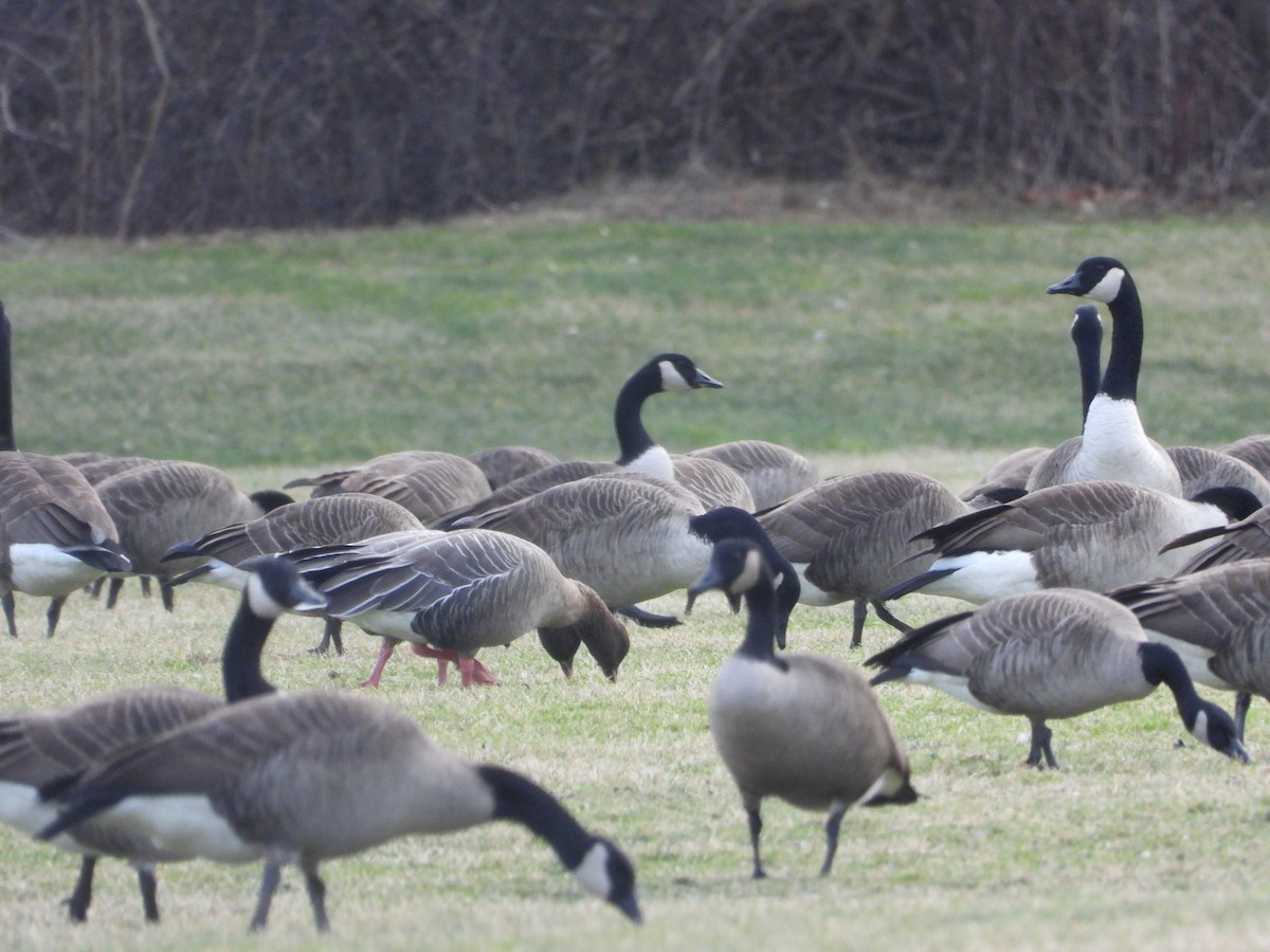 Pink-footed Goose - ML628496757