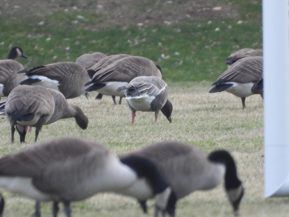 Pink-footed Goose - ML628496759