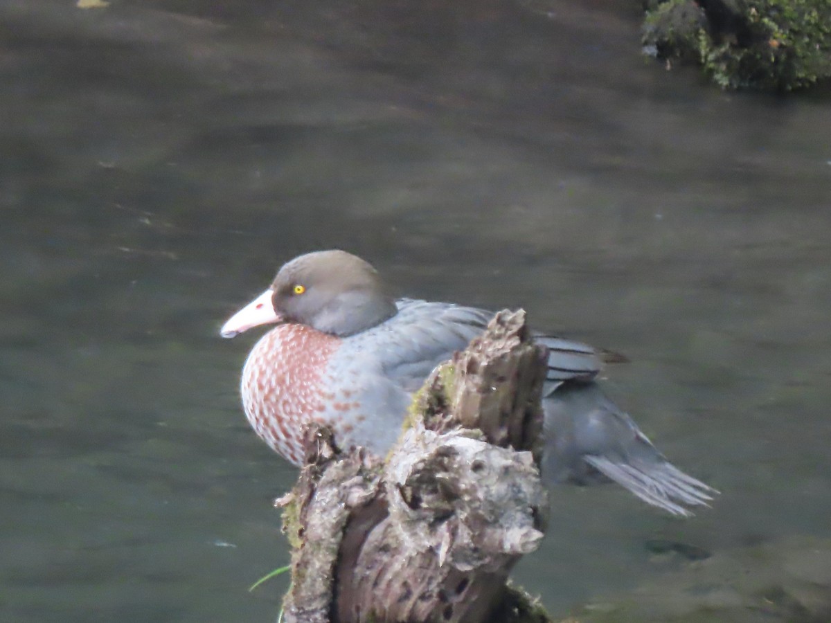 Pato Azul - ML628496767