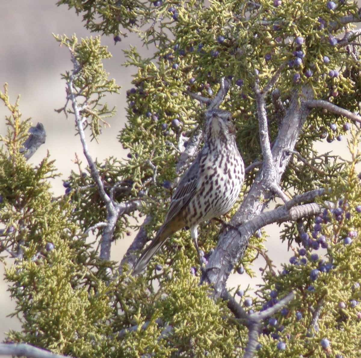 Sage Thrasher - ML628496832