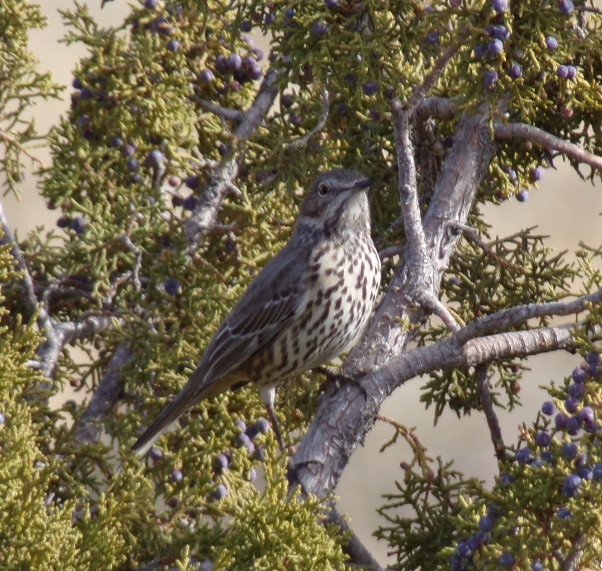 Sage Thrasher - ML628496848