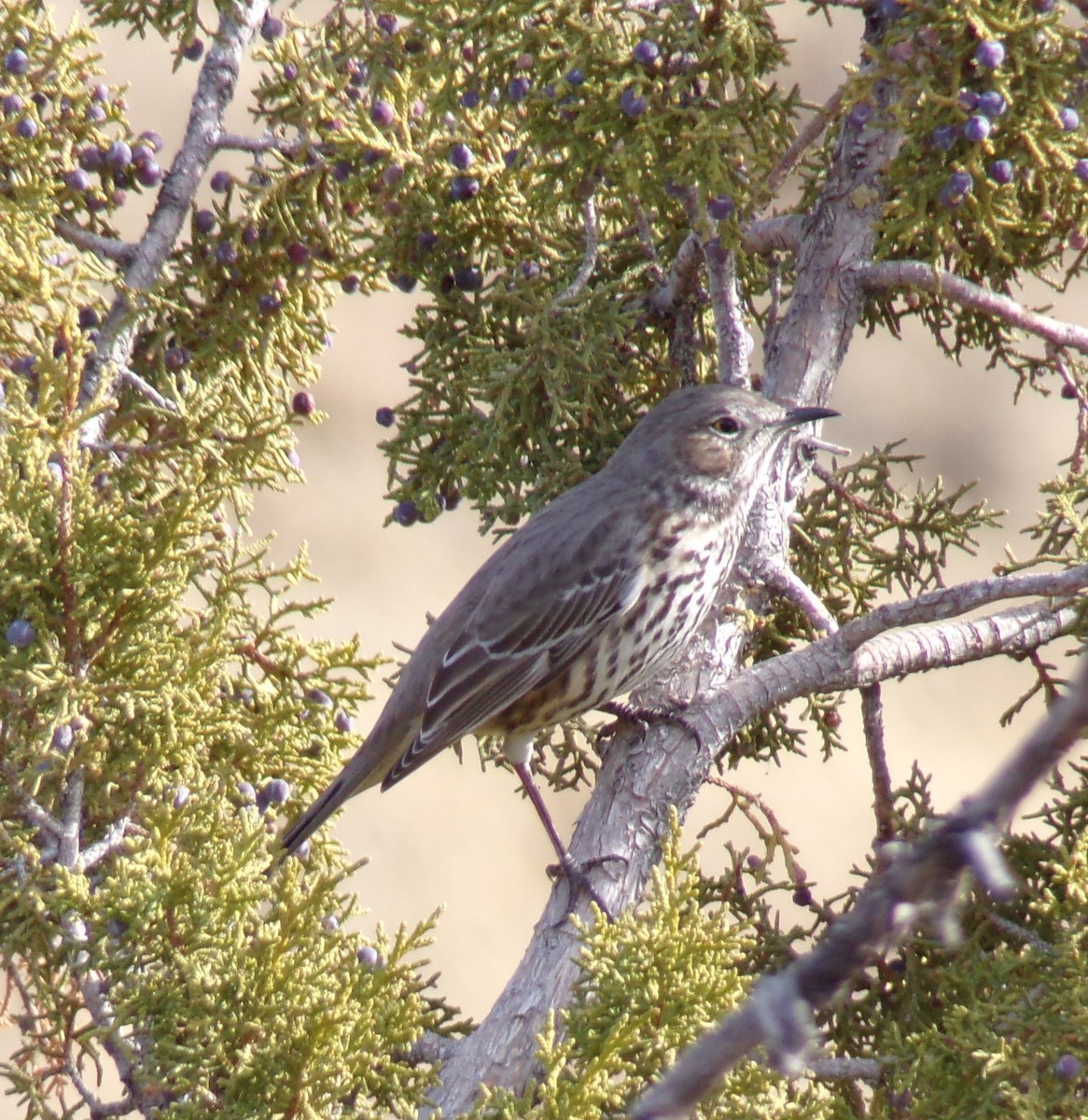 Sage Thrasher - ML628496865