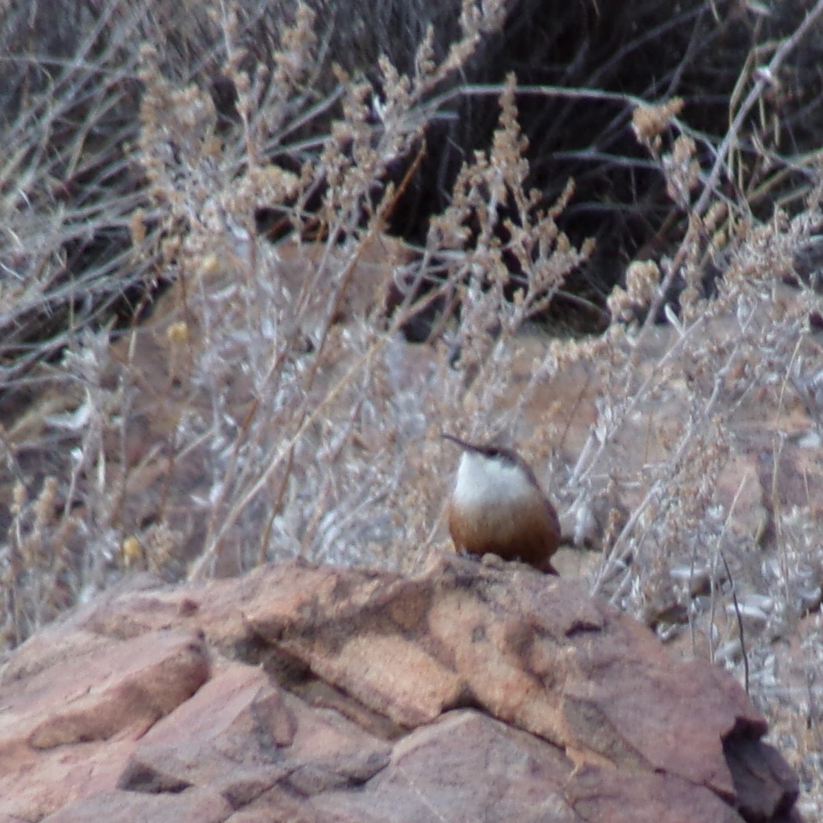 Canyon Wren - ML628496881