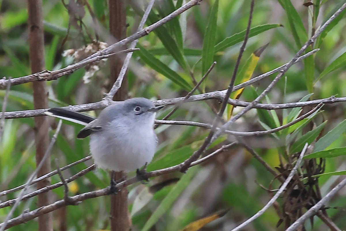 Blue-gray Gnatcatcher - ML628496957