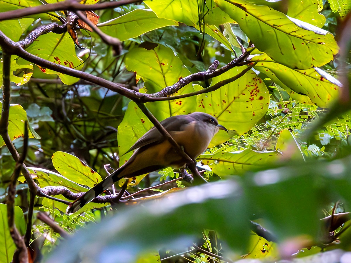 Mangrove Cuckoo - ML628497027