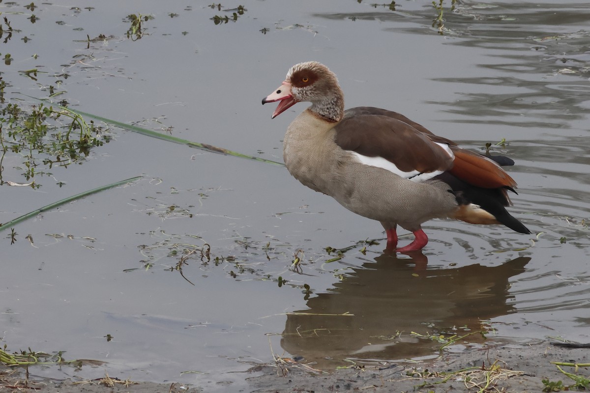 Egyptian Goose - ML628497038