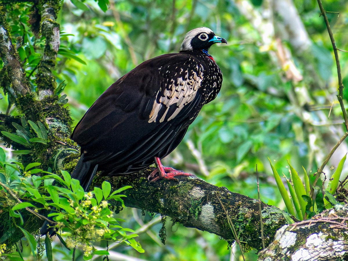  - Black-fronted Piping-Guan