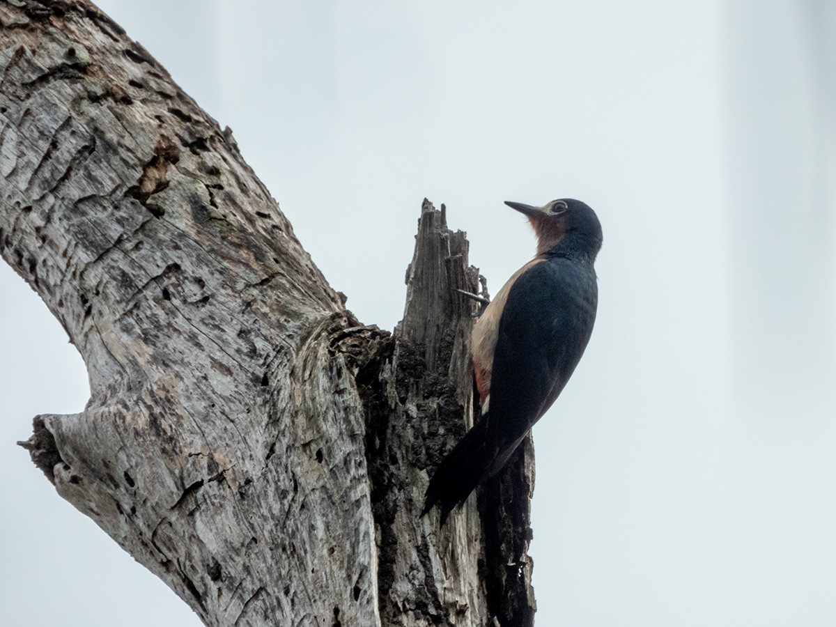 Puerto Rican Woodpecker - ML628497088