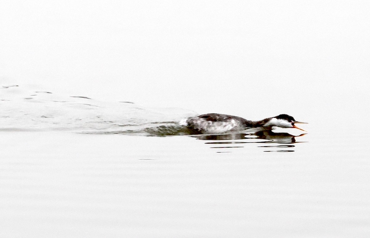 Clark's Grebe - ML628497249