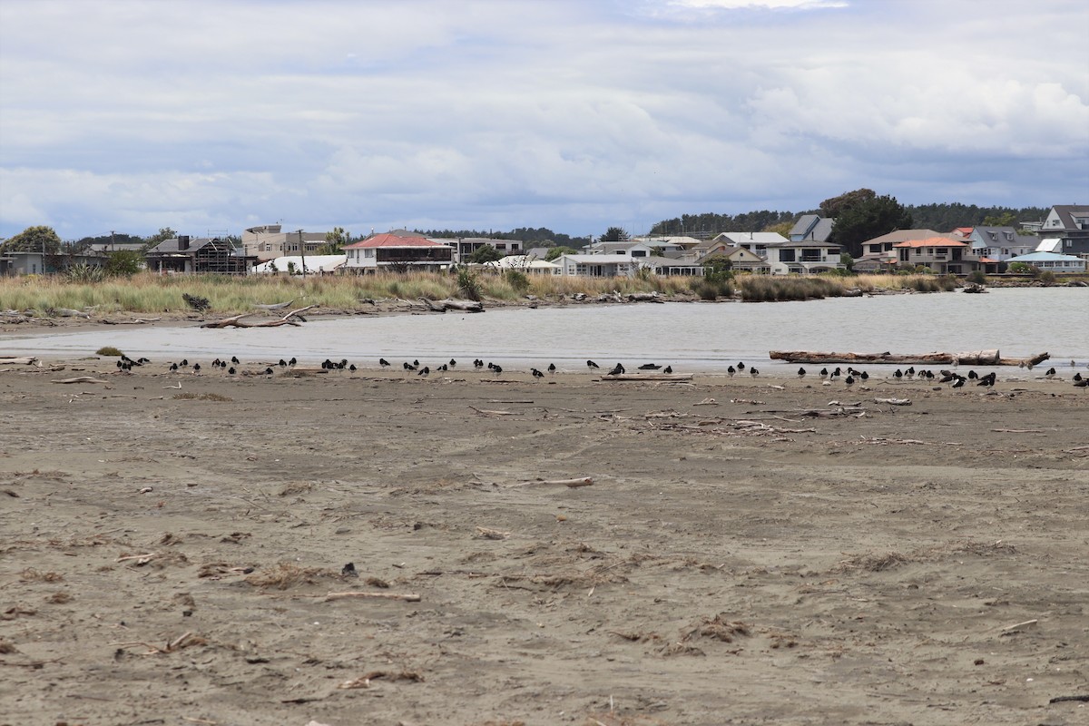 South Island Oystercatcher - ML628497352