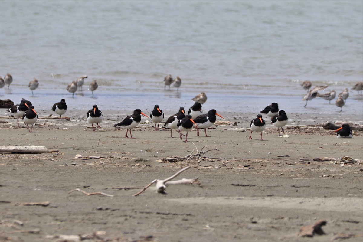 South Island Oystercatcher - ML628497353