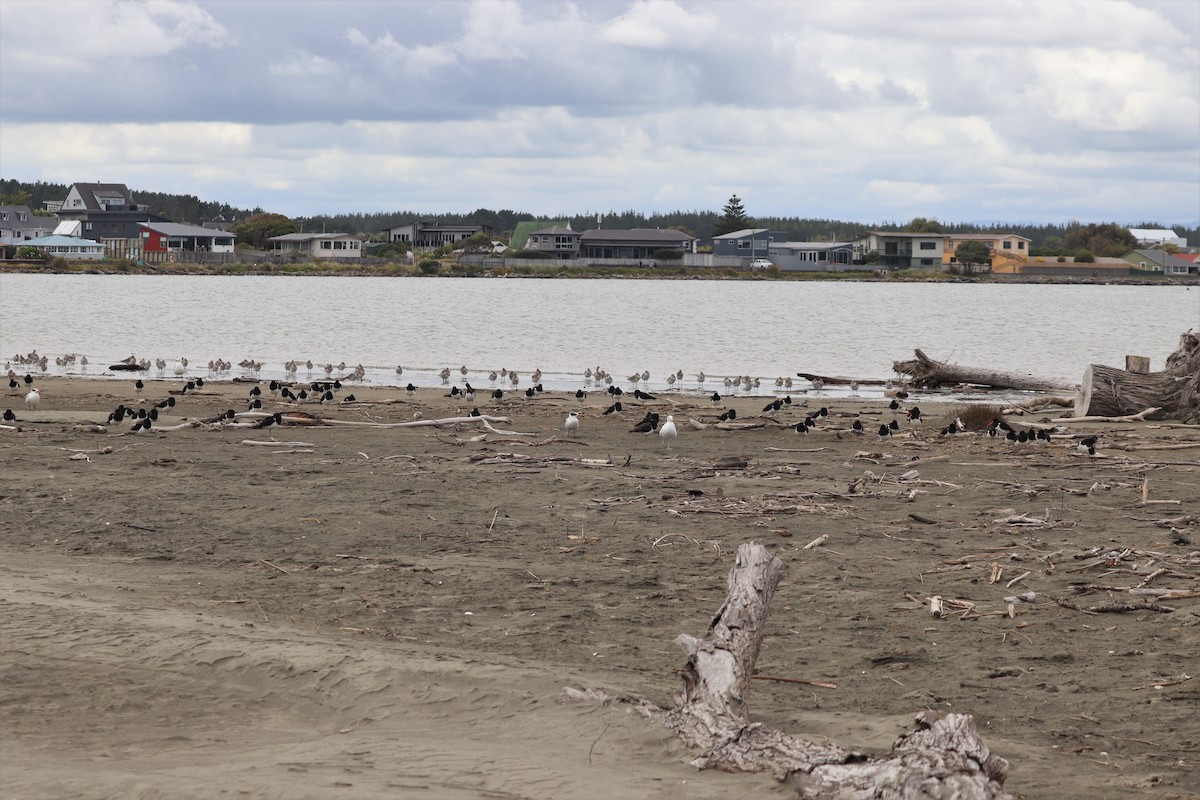 South Island Oystercatcher - ML628497356