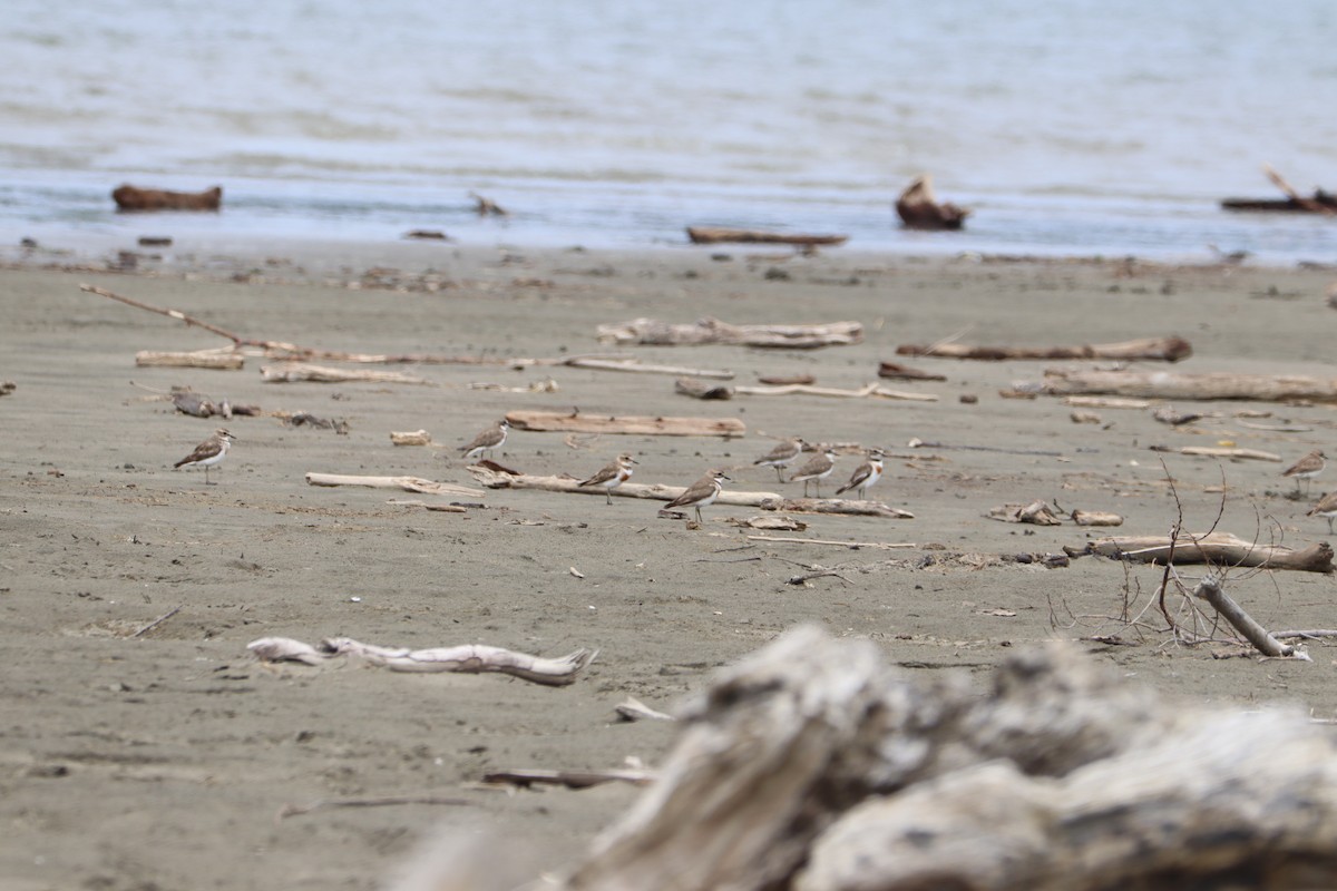 Double-banded Plover - ML628497417