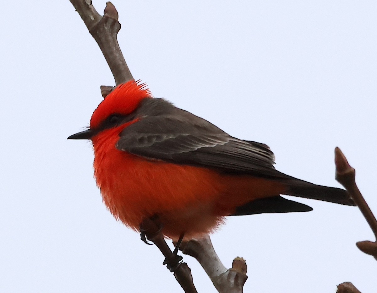 Vermilion Flycatcher - ML628497449